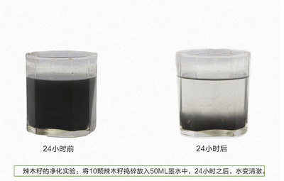 綠色環保實用的辣木凈水劑